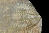 Partial Ogyginus Cordensis - Classic British Trilobite #103141-1